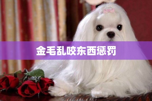 金毛亂咬東西懲罰