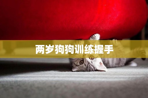 兩歲狗狗訓練握手