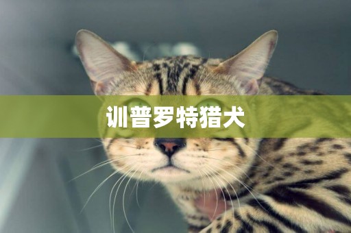 訓普羅特獵犬