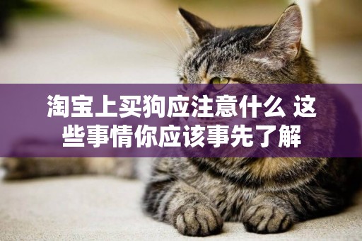 淘寶上買狗應注意什么 這些事情你應該事先了解