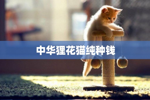中華貍花貓純種錢