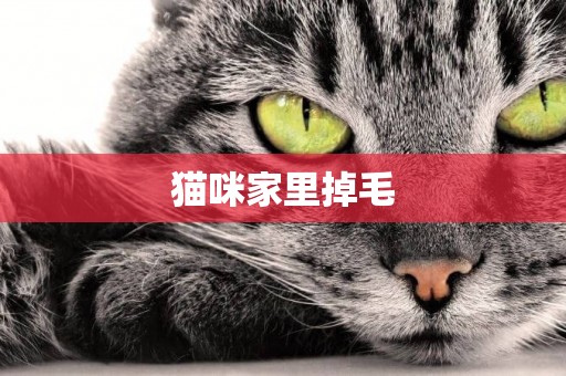 貓咪家里掉毛