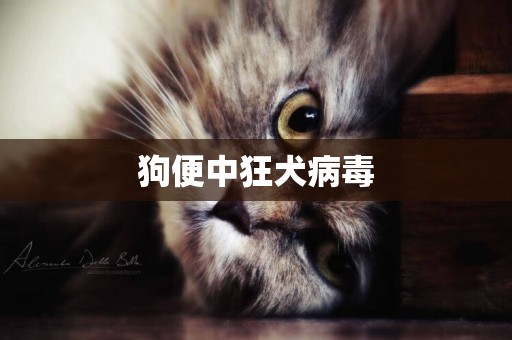 狗便中狂犬病毒