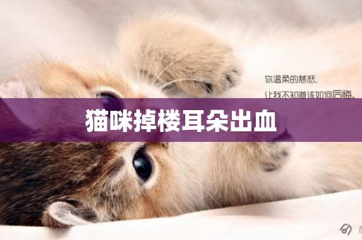 貓咪掉樓耳朵出血