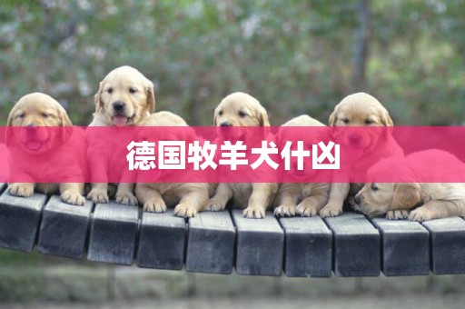 德國牧羊犬什兇
