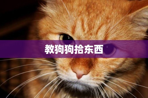 教狗狗拾東西