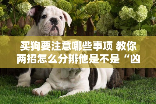 買狗要注意哪些事項 教你兩招怎么分辨他是不是“兇狗”