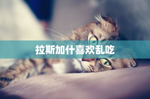 拉斯加什喜歡亂吃