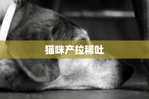 貓咪產拉稀吐