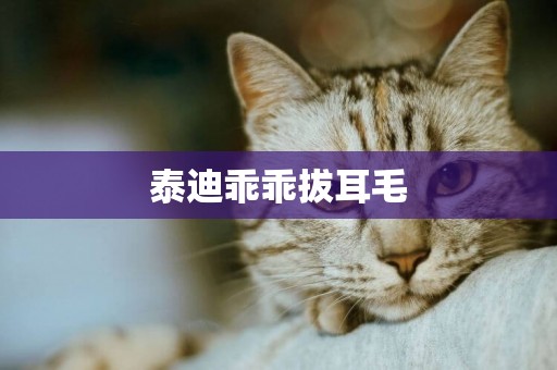 泰迪乖乖拔耳毛