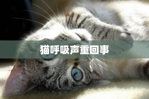 貓呼吸聲重回事