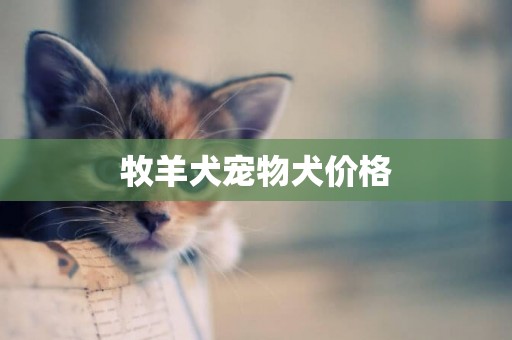 牧羊犬寵物犬價格