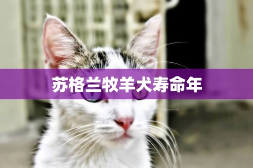 蘇格蘭牧羊犬壽命年