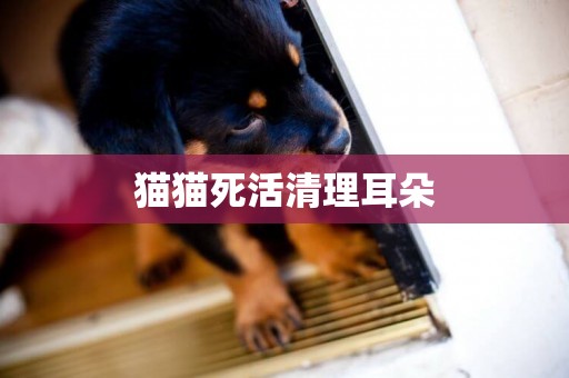 貓貓死活清理耳朵
