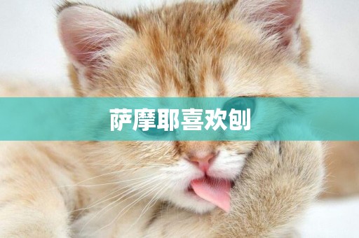 薩摩耶喜歡刨