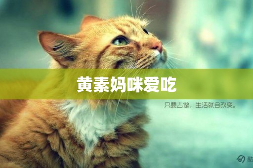 黃素媽咪愛吃