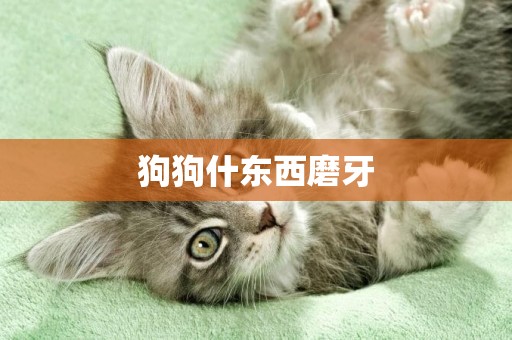 狗狗什東西磨牙