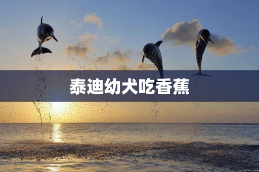 泰迪幼犬吃香蕉