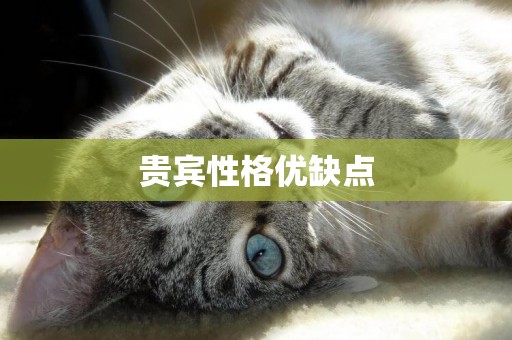 貴賓性格優缺點