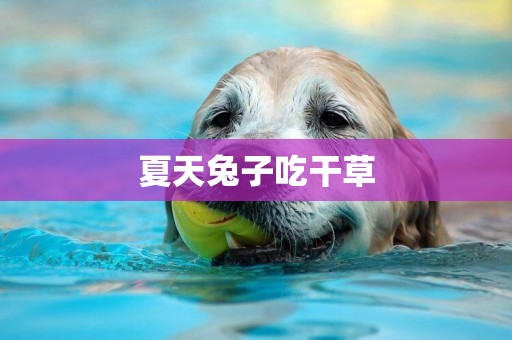 夏天兔子吃干草