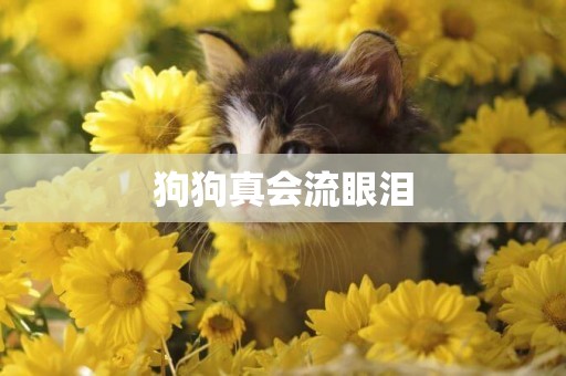 狗狗真會流眼淚