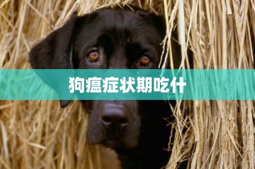 狗瘟癥狀期吃什