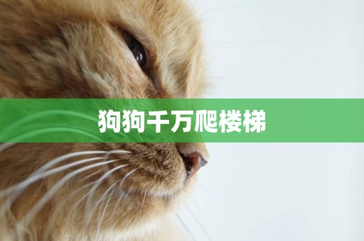 狗狗千萬爬樓梯