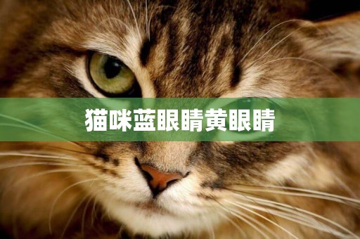 貓咪藍眼睛黃眼睛