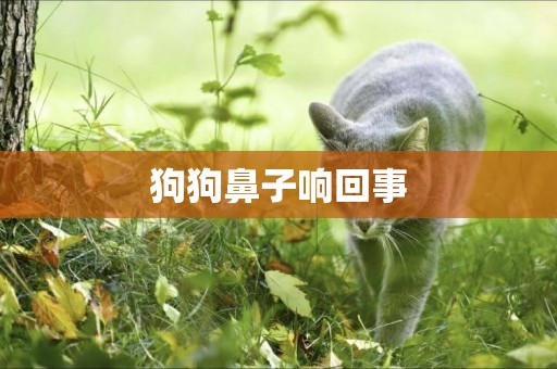 狗狗鼻子響回事