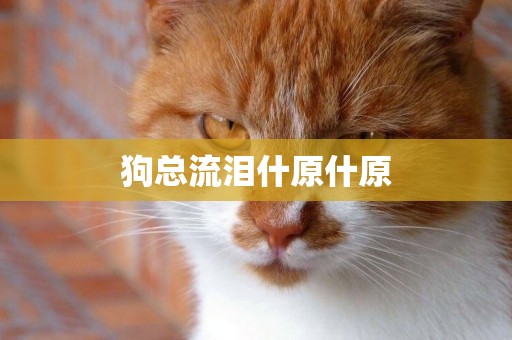 狗總流淚什原什原