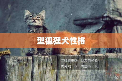 型狐貍犬性格