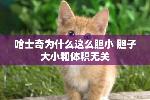 哈士奇為什么這么膽小 膽子大小和體積無關 哈士奇為什么這么膽小 膽子大小和體積無關