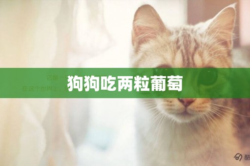 狗狗吃兩粒葡萄