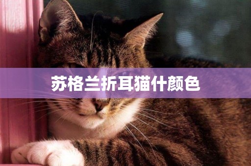 蘇格蘭折耳貓什顏色