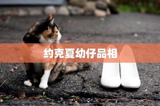 約克夏幼仔品相