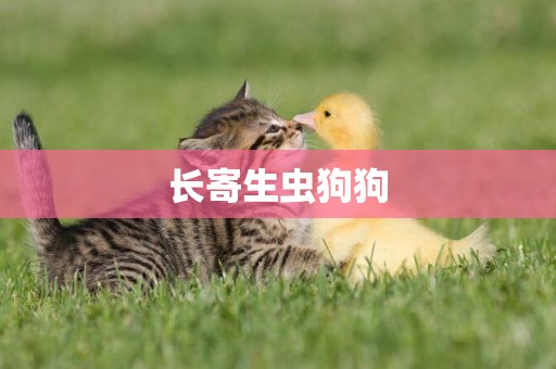 長寄生蟲狗狗