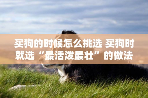 買狗的時候怎么挑選 買狗時就選“最活潑最壯”的做法對嗎