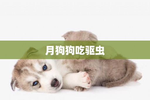 月狗狗吃驅蟲