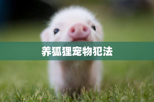 養狐貍寵物犯法