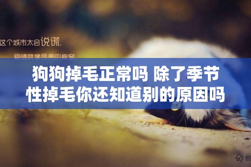 狗狗掉毛正常嗎 除了季節性掉毛你還知道別的原因嗎？
