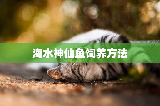 海水神仙魚飼養方法