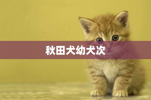 秋田犬幼犬次