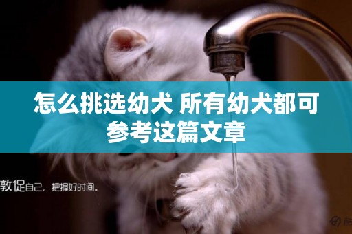 怎么挑選幼犬 所有幼犬都可參考這篇文章