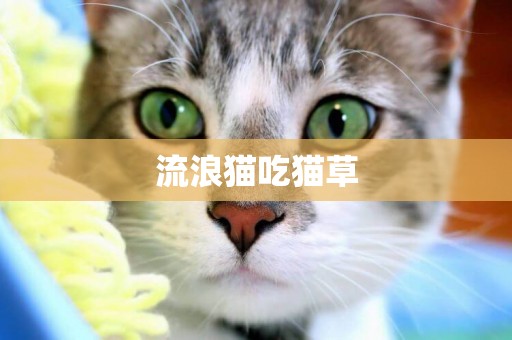 流浪貓吃貓草