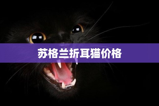 蘇格蘭折耳貓價格