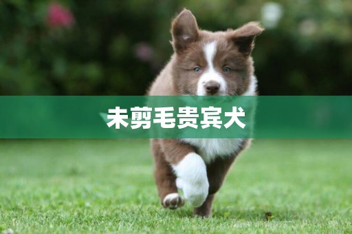 未剪毛貴賓犬