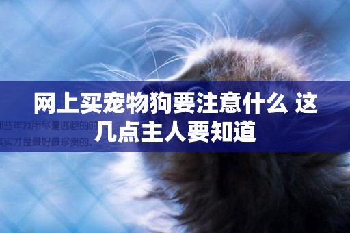 網上買寵物狗要注意什么 這幾點主人要知道