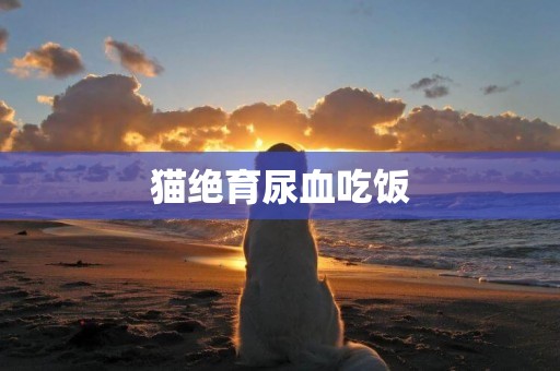 貓絕育尿血吃飯