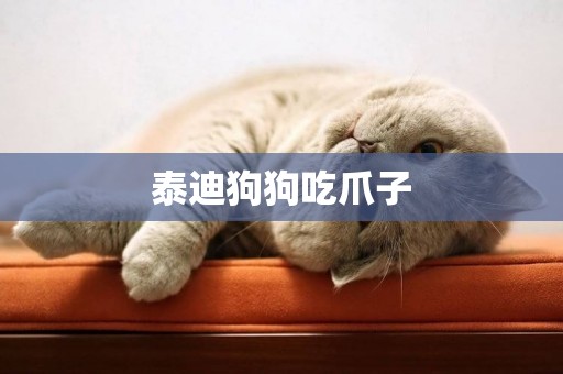 泰迪狗狗吃爪子
