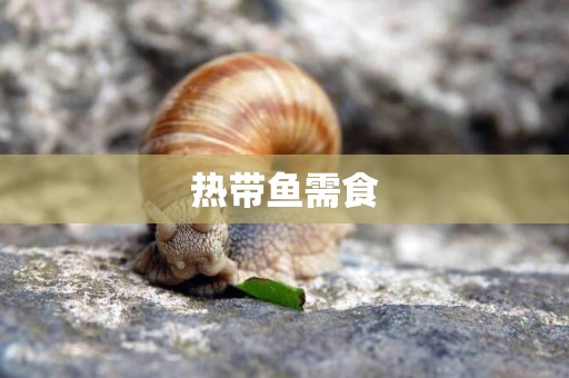 熱帶魚需食